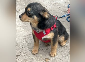 Kira - Kleine Hundedame mit großen Augen sucht ihr Zuhause!