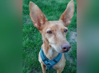 Stella, katzenverträgliche Zwerg Podenca