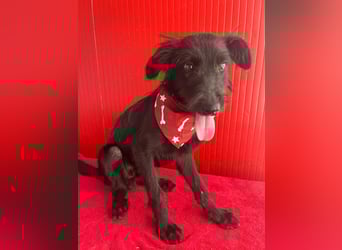 Pedro, Schnauzer-Mix, Rüde, geb. am 02.01.2025, ca. 40 cm, 10 kg
