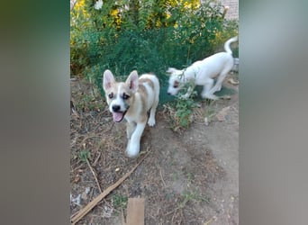 Pongo sucht sein für immer Zuhause