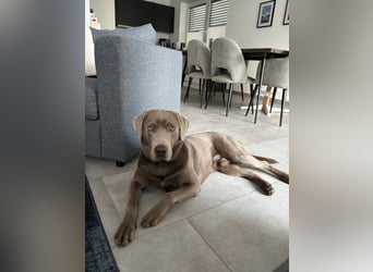 Wunderschöner silberner Labrador - 1.5 Jahre alt 