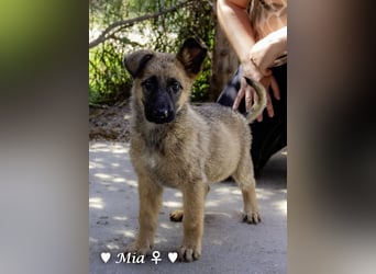 Vier wunderschöne Schäferhundmischlinge suchen ein Zuhause