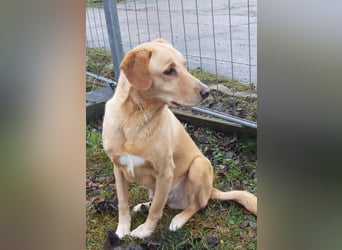 Charlie - Weit mehr als Ecken und Kanten (07806 Weira)