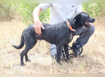 Costa, Mix Schnauzer / Podengo, lieb und sozial
