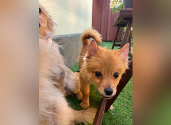 Charlie SR - Kuschelspitz mit großem Nachholbedarf