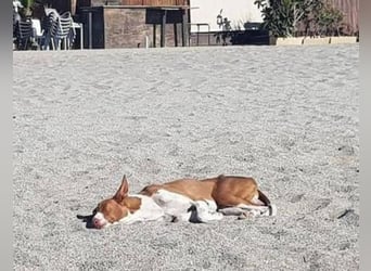 Berto, wartet schon so lange auf ein Sofa mit liebevollen Händen