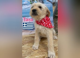 Tara, geb.01/25 - aufgeschlossenes Hundemädchen sucht ihre Familie