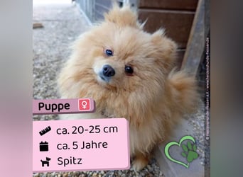 Puppe