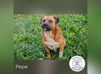 Pepe: Liebevoller Rüde