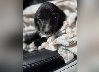 Reacher - tapferer Hundejunge