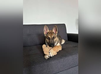 Wunderbare Deya sucht liebevolles Zuhause