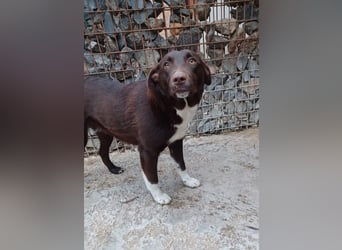 Fröhlicher Dobby sucht Familie