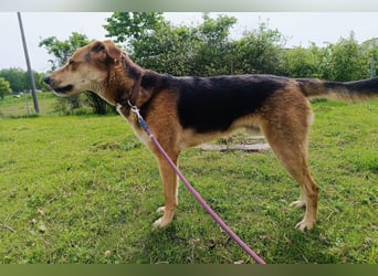 Dringend Pflegestelle oder neues Zuhause für Lemmy gesucht! (38820 Halberstadt)