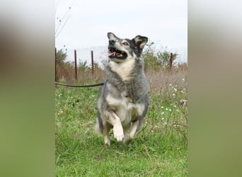 Mischa sucht ein neues Zuhause