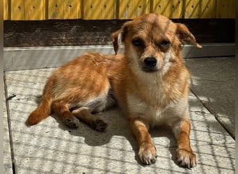 ♥BIENCHEN♥ neu auf Pflegestelle bei Köln - zarte, absolut zutrauliche kleine Juniorin 21 cm