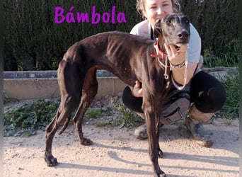 Bámbola 02/2023 (in Deutschland) - liebevolle, entspannte und freundliche Galga!
