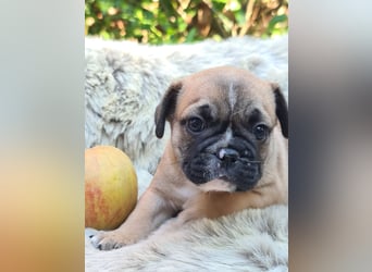 Allerliebste FROPS Kinder (Französische Bulldogge und Mops)