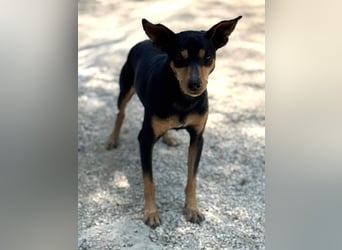 Raspa sucht souveräne Menschen