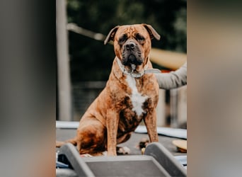Bulldog Bonny (Tierschutz)
