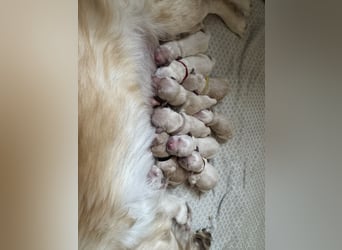 Golden Retriever Welpen