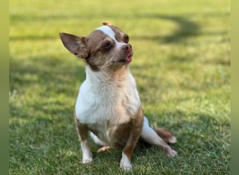 Kleine Seele Chihuahua-Hündin Muci sucht ihr Für-Immer-Zuhause