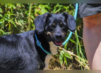 Joia, Mix Labrador / Appenzeller Sennenhund, lieb und sozial