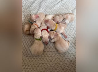 Golden Retriever Welpen