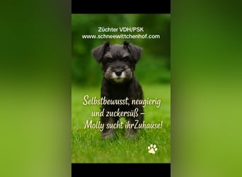 Molly - bezauberndes Zwergschnauzer- Mädchen sucht ab sofort ihr Für-Immer-Zuhause