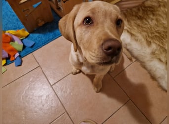 Labrador Welpe (Hündin) sucht ihr Traumzuhause