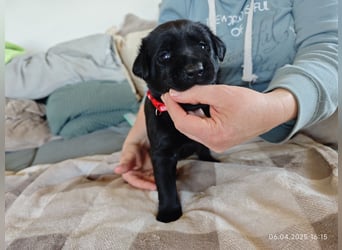 Welpe männlich rotes Halsband