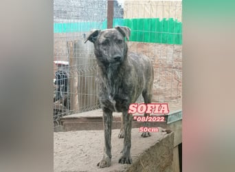 Sofia