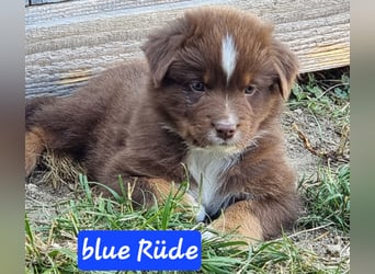 Australian Shepherd Welpen