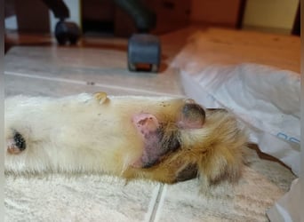 Eve, ein Leben auf dem Balkon ;-(   , fast  2 Jahre lang