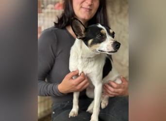 Foltos LM – kleiner Hund mit großem Herzen