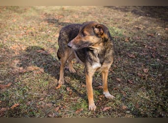 Priya: Schenke mir Liebe!