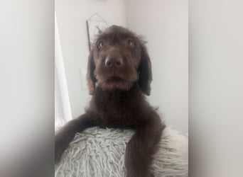Labradoodle Welpen
