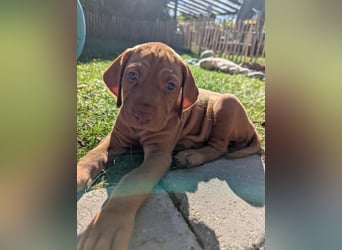Ungarisch-Drahthaar-Welpen (UD) - Magyar Vizsla