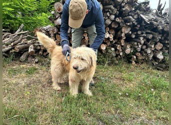 Buddy, geboren 01.04.2024, 50cm sucht seine Menschen