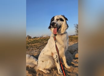 Sonnenschein Oslo sucht neuen Platz (41749 Viersen)