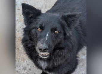 Holly - voller Hoffnung und Liebe