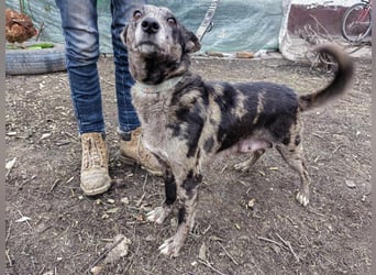 Amanda, geb. 14.02.2022, 50 cm, wünscht sich ein glückliches Hundeleben