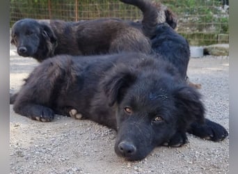 GORDI❤️liebes, verschmustes kroat. Schäferhund-Mix-Mädel