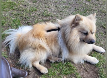 Ruffy SR - Freundlicher Spitz mit Charakter