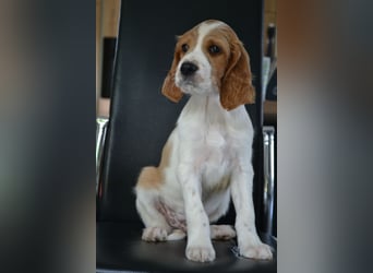 Sportlicher Familienhund - Irish Red and White Setter