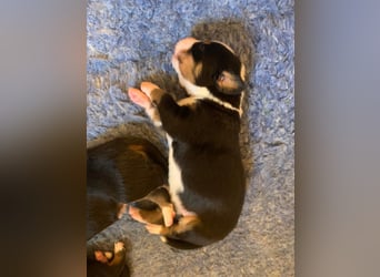 Wunderschöne Swissydog-Welpen mit Papieren - THERAPIEBEGLEITHUNDGEEIGNET