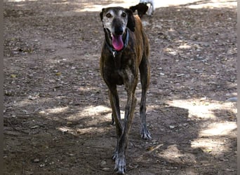 Vereda 06/2018 (ESP) - wundervolle, verschmuste und sehr liebevolle Galga!