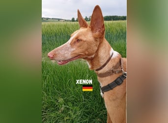 Xenon,geb.08/23,lieber Podenco sucht seine Familie,bereits in DE auf Pflegestelle in 86685 Huisheim
