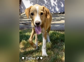 Teddy und seine Geschwister suchen ab September ein Zuhause