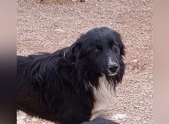 Corwin Border Collie Mix sucht ein liebes Zuhause oder erfahrene Pflegestelle