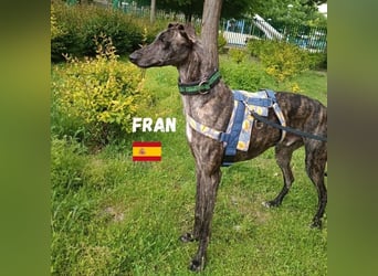 Fran,geb.05/23,anhänglicher Galgo-Bub sucht seine Familie